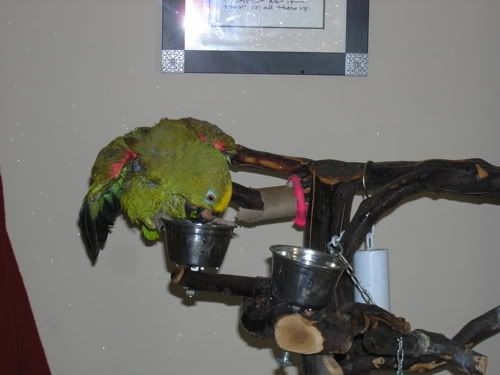 Elvisbathing.jpg