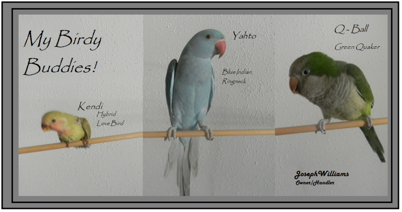 birdybuddies.png