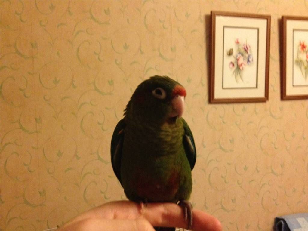 Rosecrownedconure2.jpg