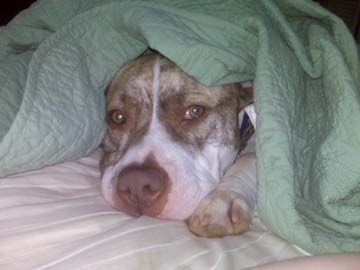 charliesnuggle_zps273e77c6.jpg