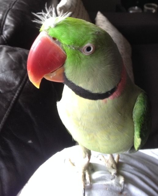 floofie%20march%202015_zps4lpicupy.jpg
