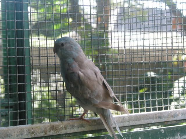 budgies029.jpg