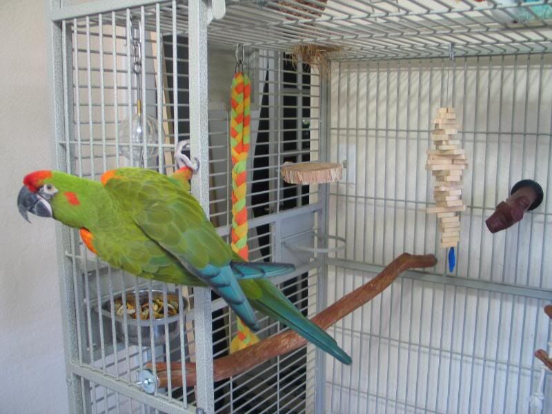 hollysnewcagesetup001.jpg