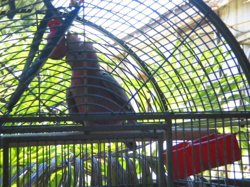 birdsoutside006.jpg