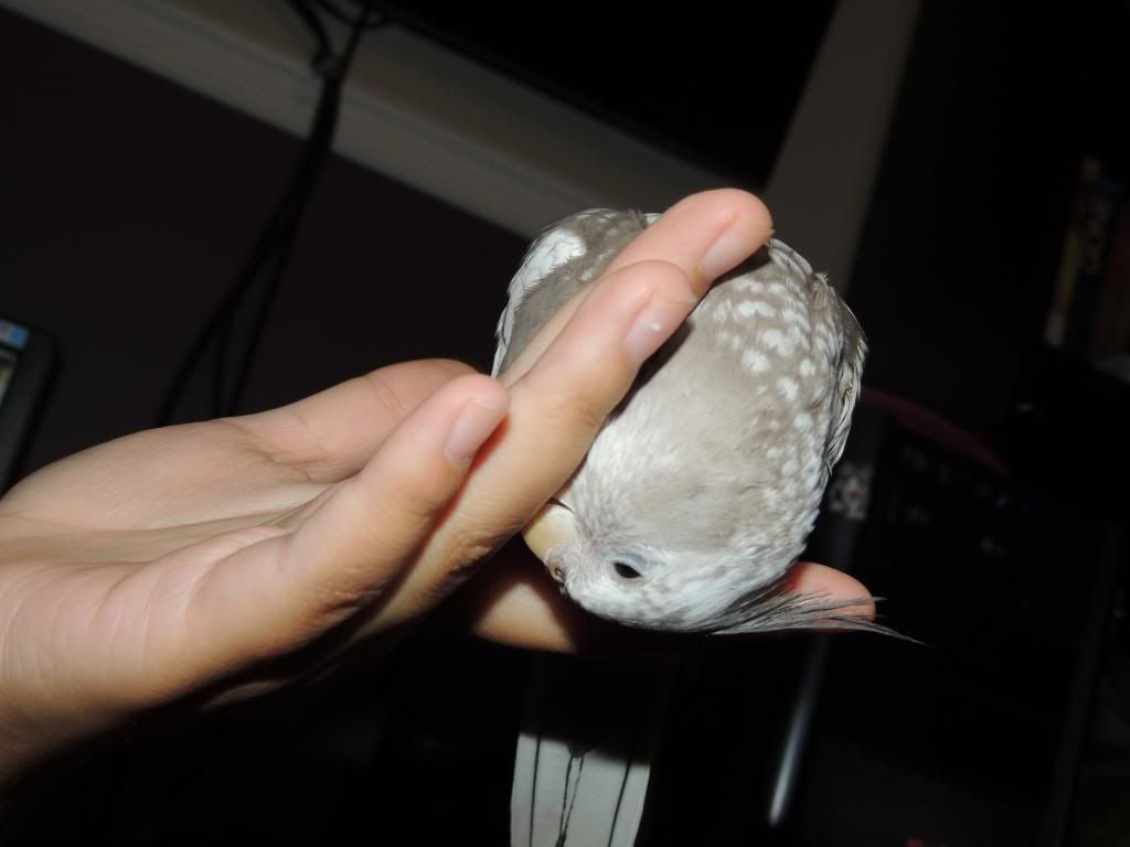 DSCN0954.jpg