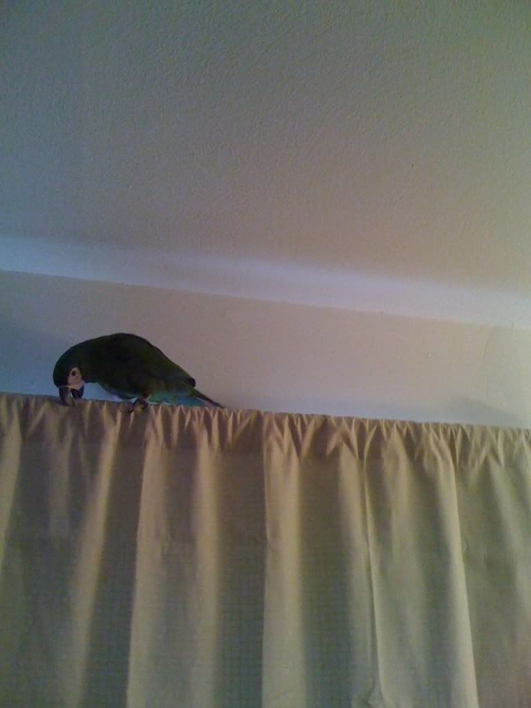 100116WheresPepper2.jpg