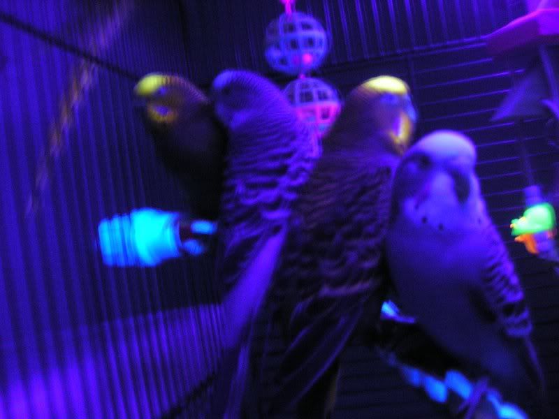 BLBs005.jpg