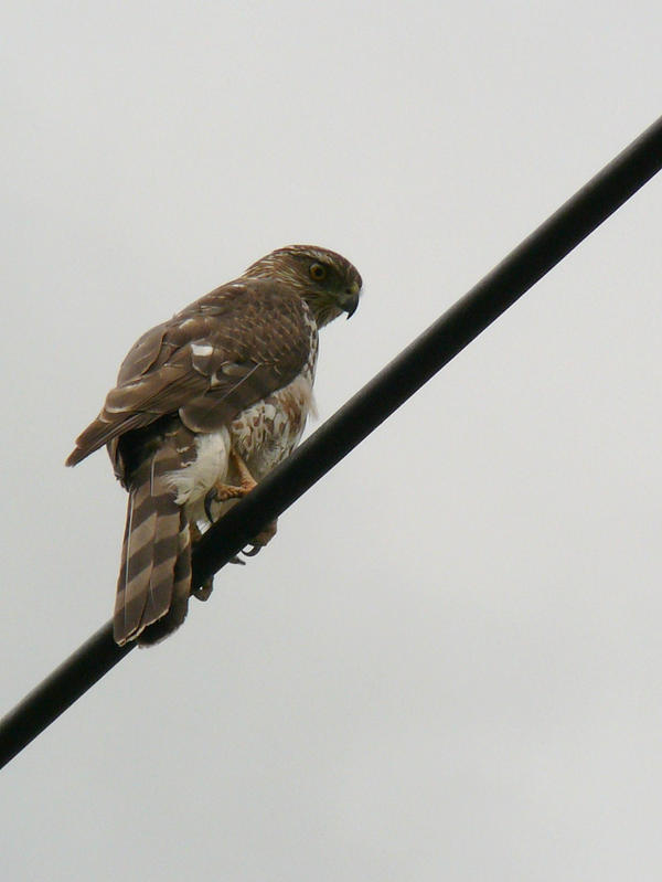 Coopers_Hawk_I_by_copperarabian.jpg