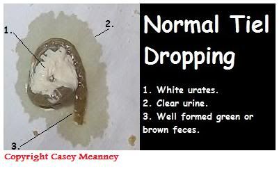 normaltielpoop.jpg
