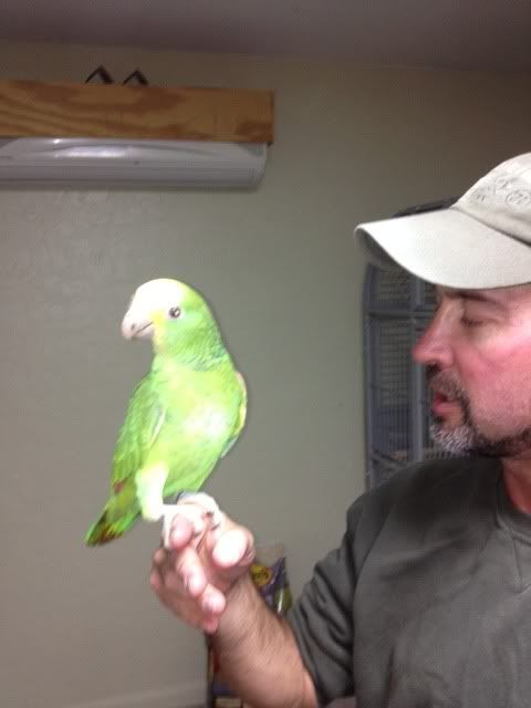 parrot1.jpg