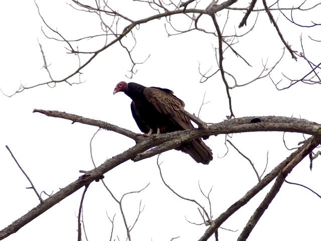 Hawk.jpg