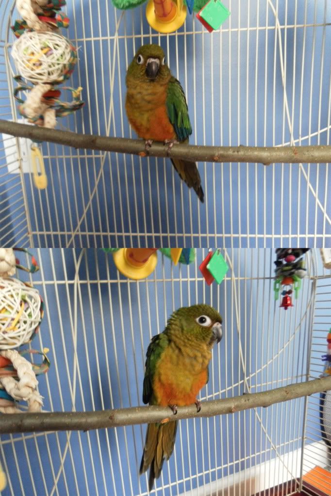 Bird-Suncheekconure.jpg