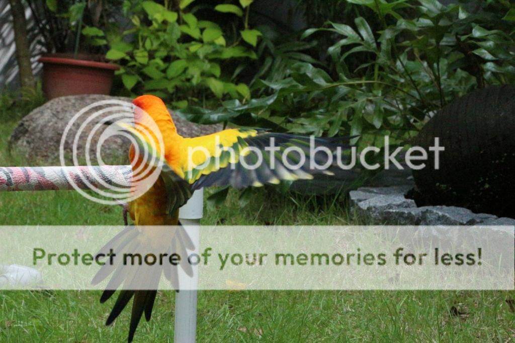 IMG_7539_zps23eb7fe5.jpg