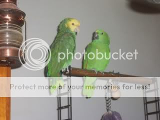 petcritters044.jpg