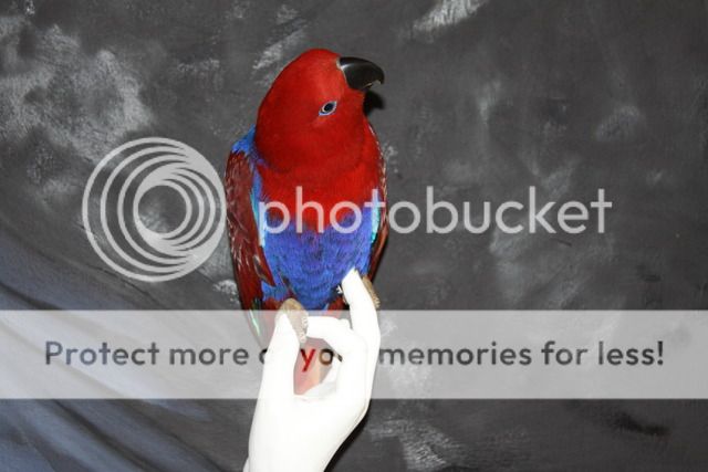 IMG_5832_zpsbmdncivd.jpg