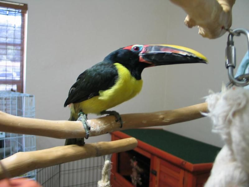 picoandjewels016.jpg