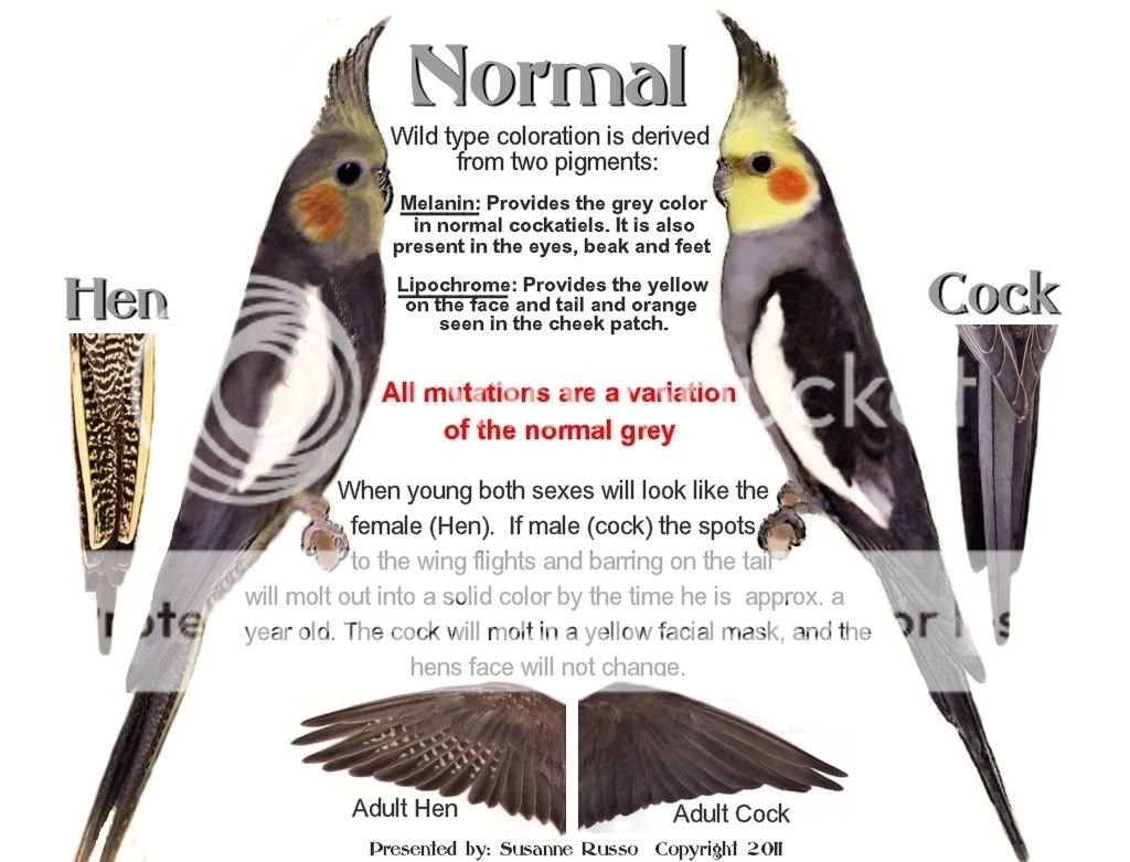 Standaed-ILLUS-Copy.jpg