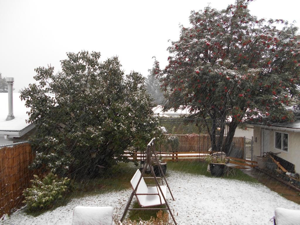 snow006_zpsdef011df.jpg