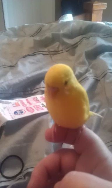 tweety2.jpg