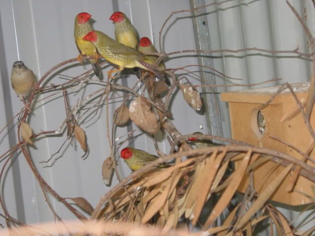budgies074.jpg
