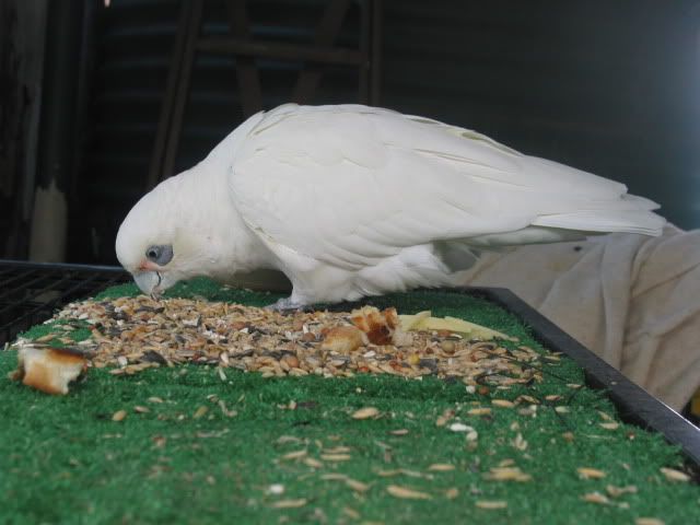 budgies009.jpg