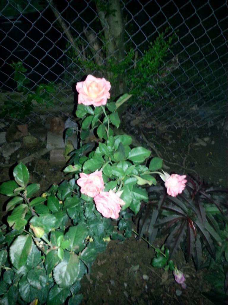 20140609_205841_zpscxoo9gzj.jpg