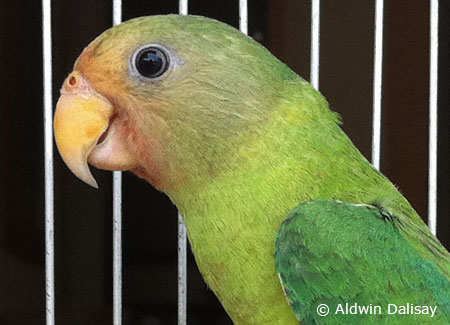 juvenile-plum-headedparakeet.jpg