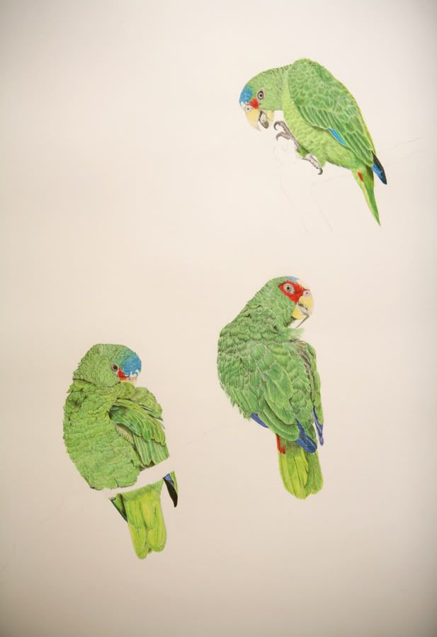 bottombird008.jpg
