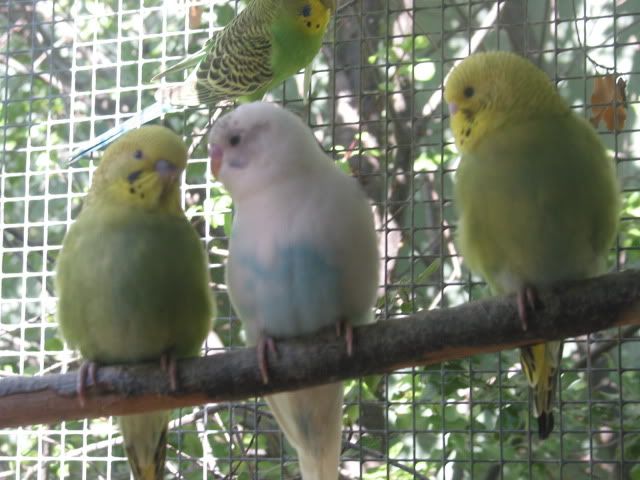 budgies034.jpg