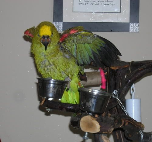 elvisbathing4.jpg