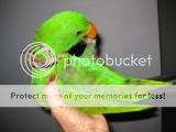 TobytheEclectus.jpg