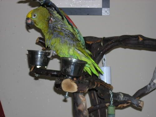 Elvisbathing3.jpg