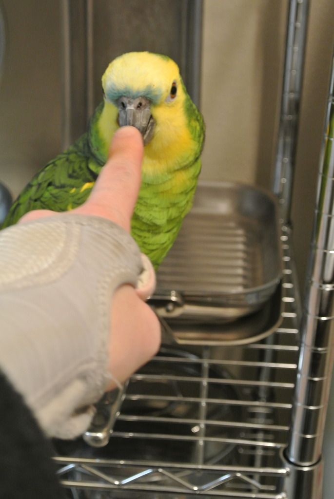 DSC_9510_zpskhtbsyct.jpg