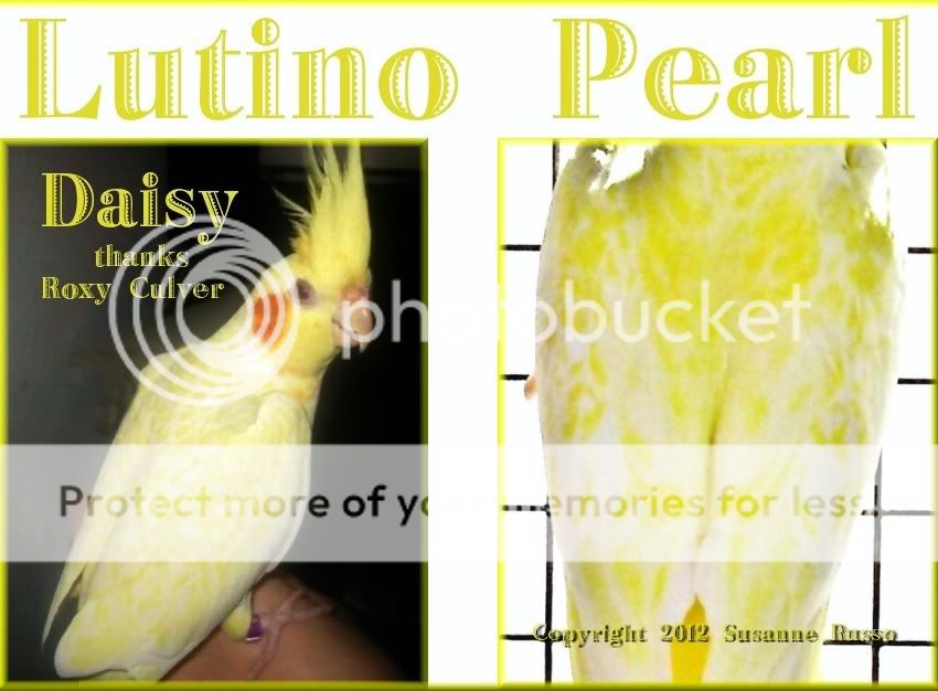 Lutino-Pearl-ILLUS.jpg
