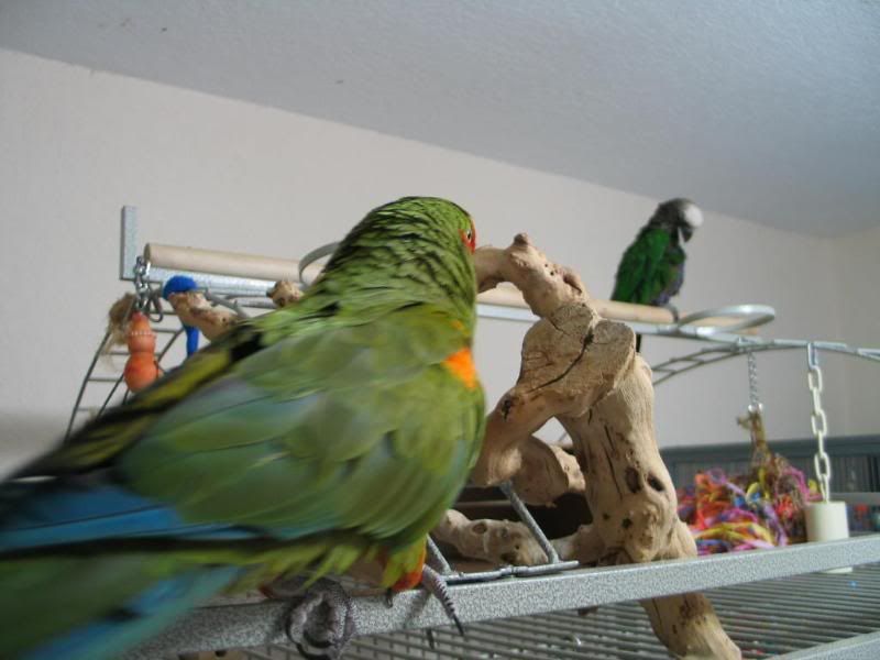wingdowandotherfavorites012.jpg