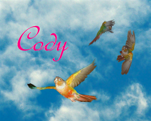 CodyintheSkyCustom.png