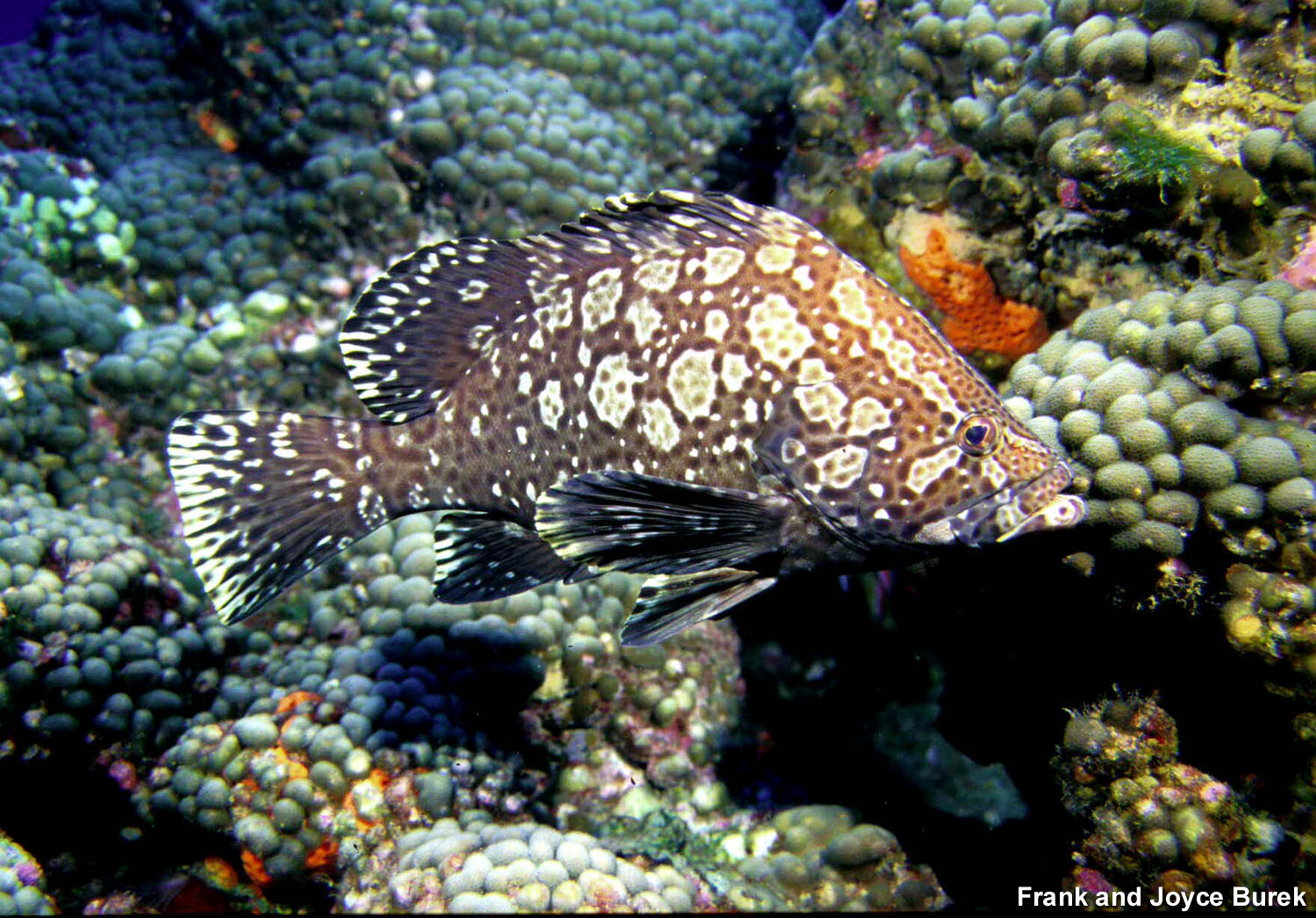 marbledgrouper_300.jpg