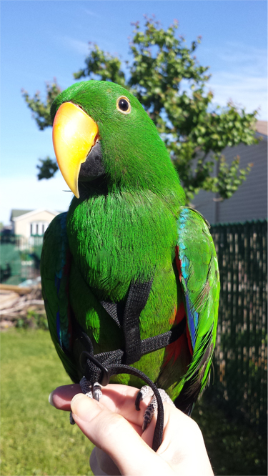 jasper_harness.jpg