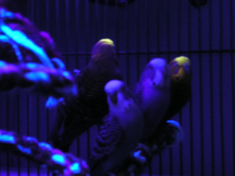 BLBs003.jpg