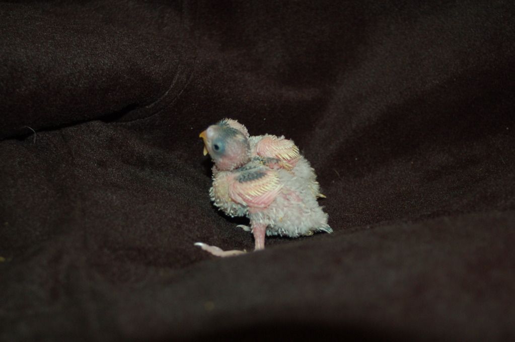 DSC_0033.jpg