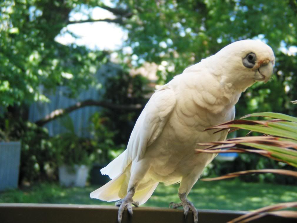 birdsoutside002.jpg