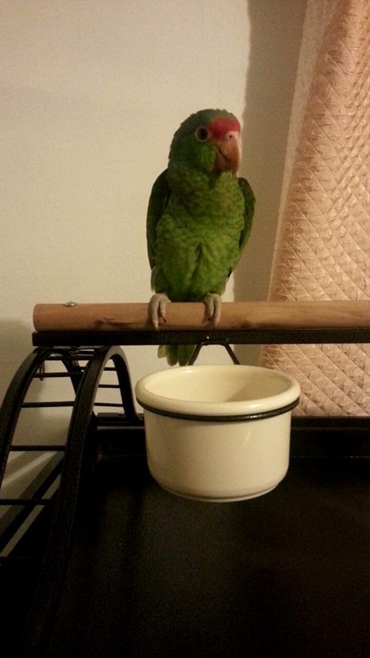 Kiwiontopofthecage_zps595320e9.jpg
