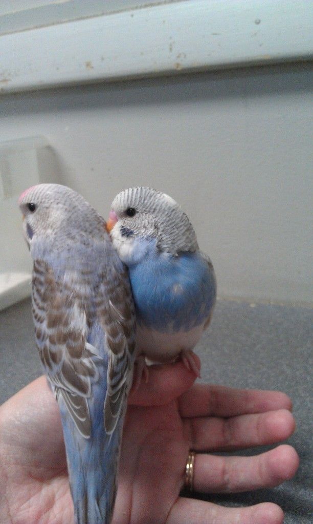 thebudgies3June5th2012.jpg