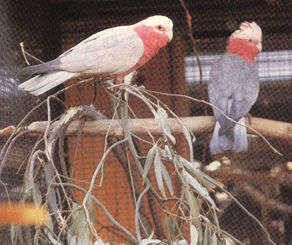 galahs.jpg