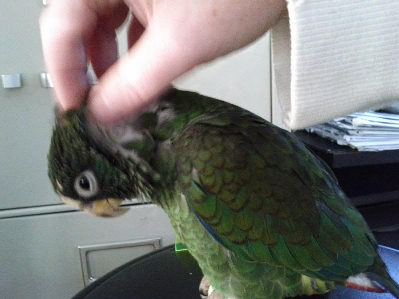 scritches.jpg