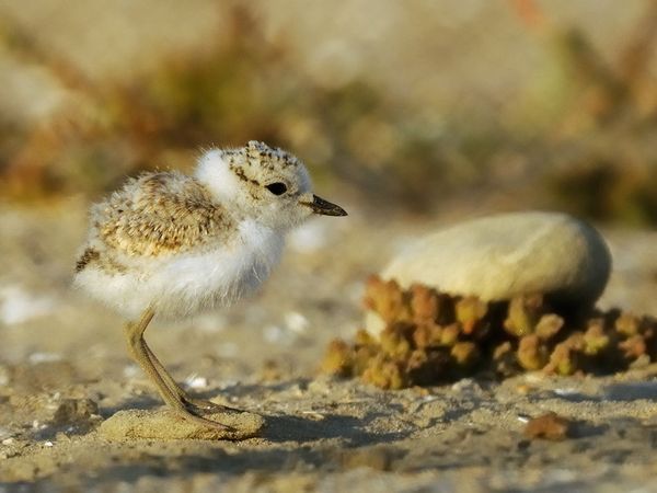 snowy-plover-chick_12936_600x450.jpg