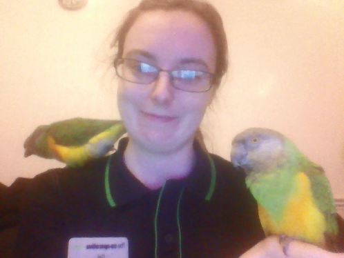 parrots3_zpsff350579.png