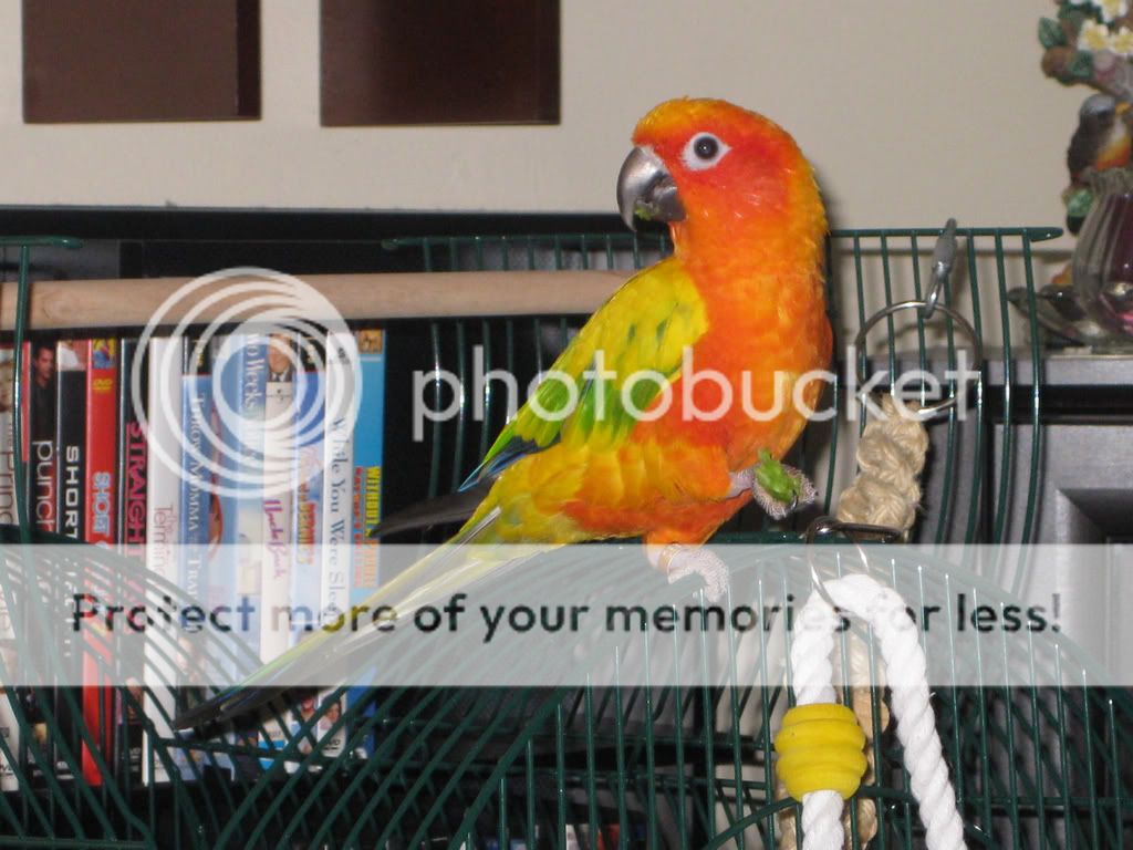 Skittles-PS0201.jpg