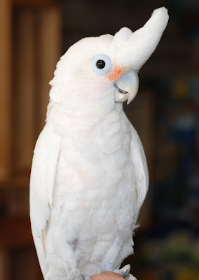 Goffin_Cockatoo.jpg