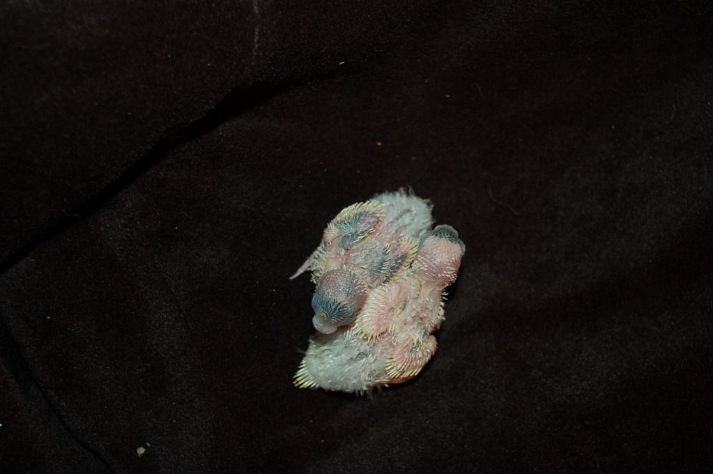 DSC_0037.jpg